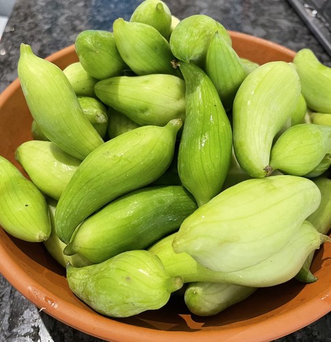 Chinese potol achocha - potol, /achocha