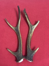 PAIR OF SIKA DEER ANTLERS 186g.   aprox. 25/26cm.