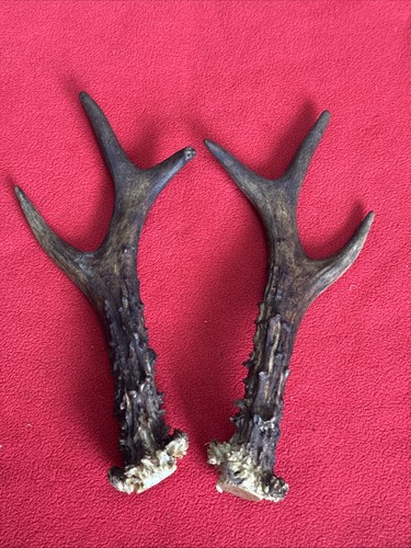 Pair roe deer antlers - of,