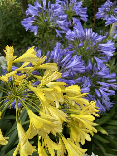 Seeds yellow agapanthus - 20,