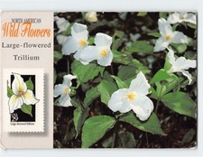 Postcard Large-flowered