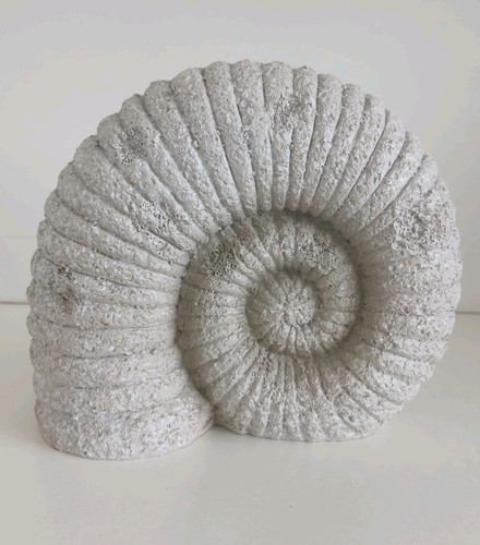 Ammonite stephanoceras faux - ammonite,