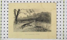 Original Old Antique Print Fox Breaking Cover View Country Hunting