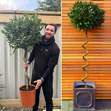 Bay Tree Plant Large Spiral Twisted Stem Lollipop Laurus Nobilis 130-150cm