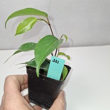 Ficus Benjamina Rooted Cutting Growing Plant Potted In nursery Pot
