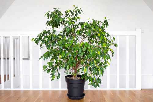 Weeping fig ficus benjamina - weeping,