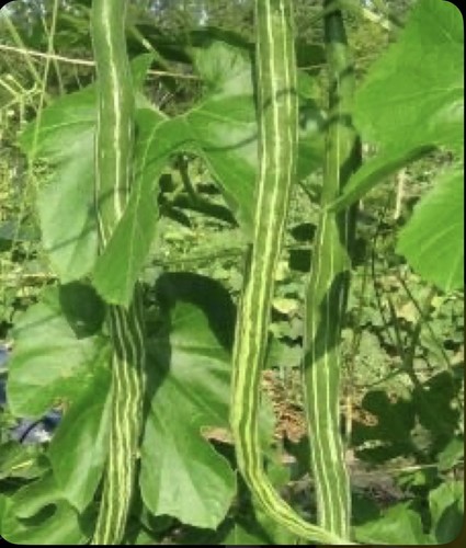 Green king snake - king, gourd
