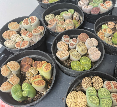 Double head lithops - 4-6,