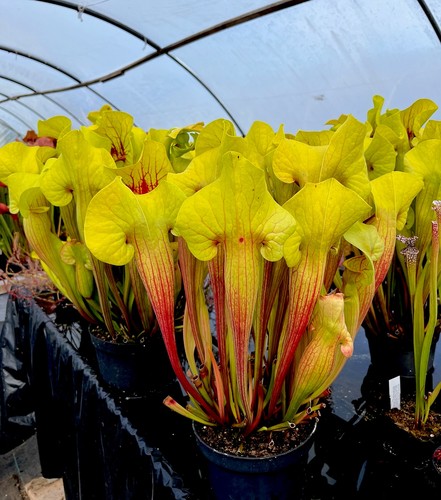 Sarracenia peaches and - sarracenia,