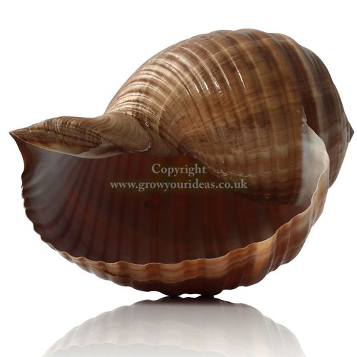 Tonna cepa large 15cm - large, sea