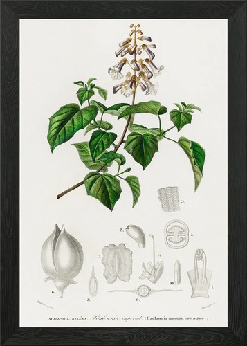 Empress tree paulownia imp - paulownia,