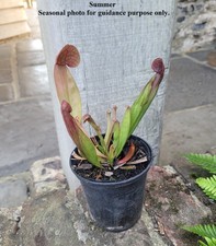 Sarracenia Barba Pitcher Plant