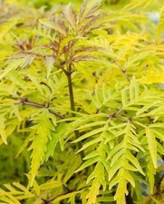 ELDERBERRY SAMBUCUS SUTHERLAND GOLD TREE PLANT 9CM POT WHITE FLOWERS ELDER BUSH