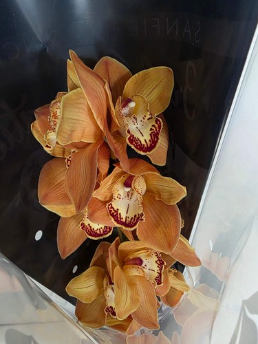Farm fresh orchid cymbidium - farm,