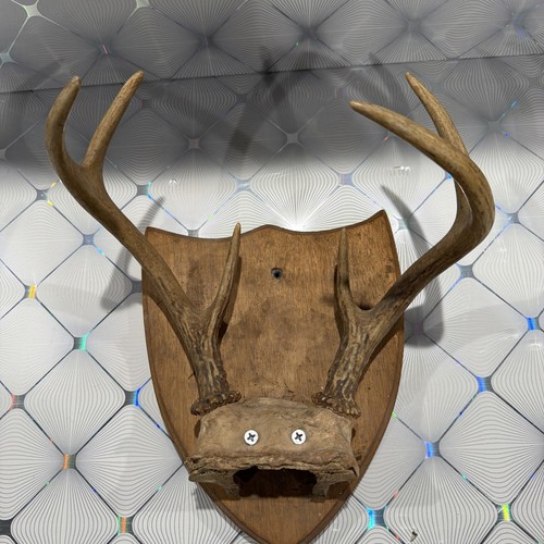 Mounted point deer - 💥mounted,