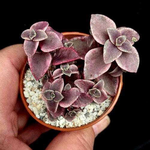 Crassula marginalis calico - marginalis, 'calico