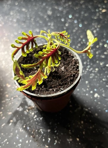 Coleus skeletal 9cm - coleus, “skeletal”