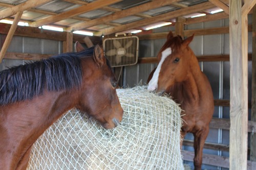 Horse hay round bale - bale,