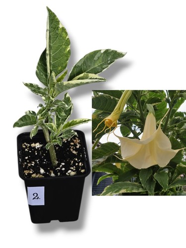 Brugmansia angel trumpet - brugmansia,,