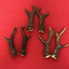3 PAIRS OF ROE DEER ANTLERS