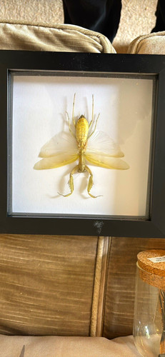 Framed mounted mantis insect - mantis,