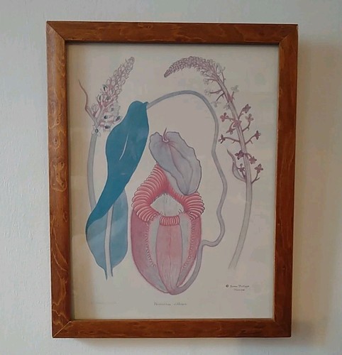 Nepenthes pitcher plant print - nepenthes,