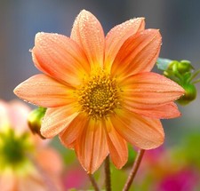 Dahlia Dwarf Patio Mignon Mix