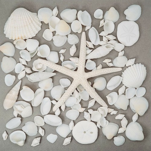 Assorted mixed white seashells - mixed,