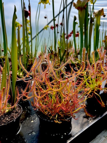 Drosera binata fork - drosera,