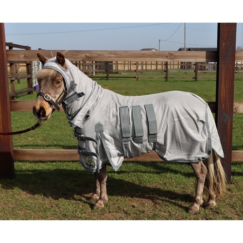 Ruggles shetland miniature - ruggles, shetland-miniature