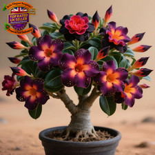 Perennial Adenium-Rare and