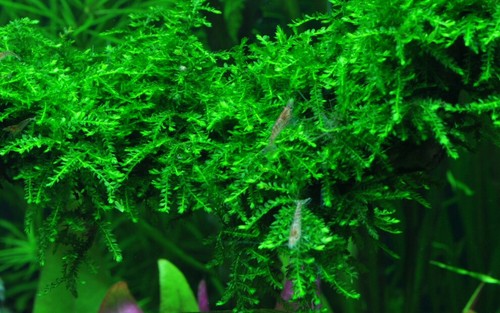 Weeping moss live aquarium - weeping,