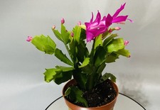 Christmas Cactus- Pink  | Thanksgiving cactus | Schlumbergera |