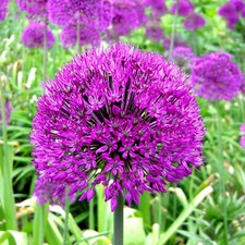 Allium Purple Sensation Dutch Garlic Spring Flowering Bulbs Plants