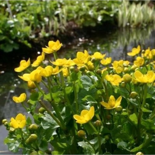 Caltha palustris marsh - palustris,