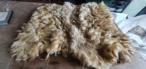 Raw sheep fleece - raw, spinning