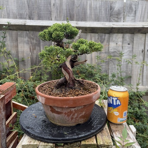 Itoigawa juniper bonsai - itoigawa,