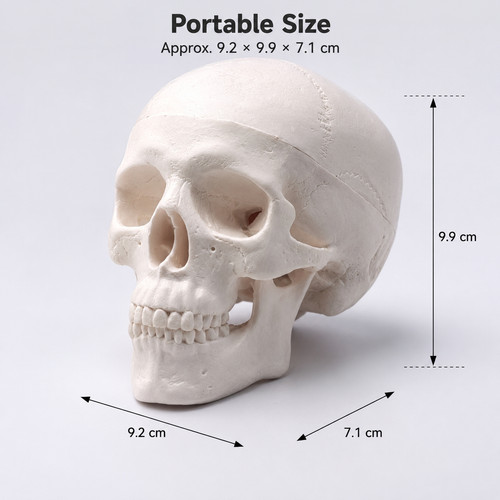 Human skull replica - human, resin