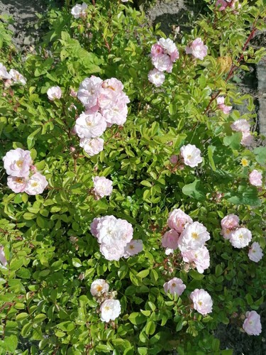 Bare root pink climbing - x,