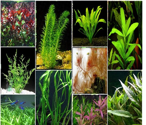 Aquarium live plants bunch - bunch,