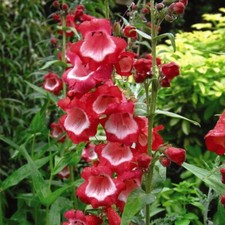 T&M Penstemon Plants Garden