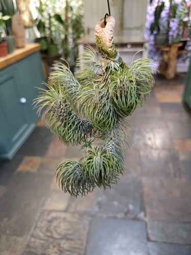 Stunning large rare - large, tillandsia