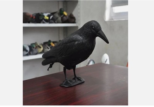 Life size crow - crow, bird