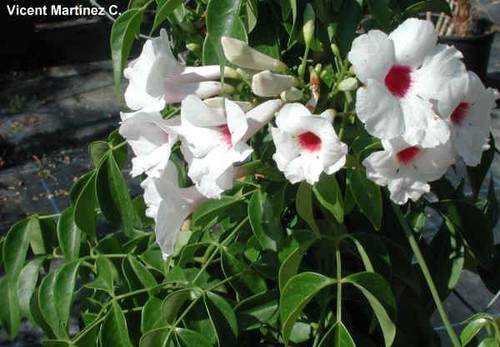 PANDOREA..JASMINOIDES,.BOWER