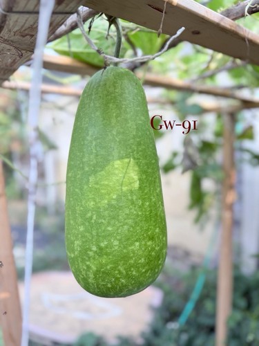 Bottle gourd - bottle,