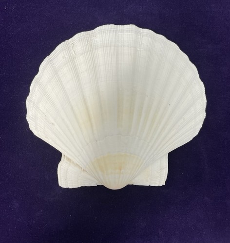 Extra large natural white - extra,