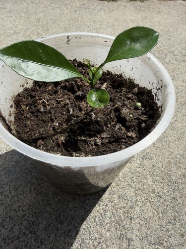 Rooted philippine citrus - philippine,