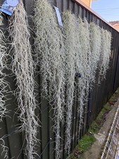 Tillandsia usneoides - tillandsia,