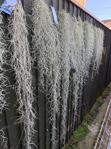 Tillandsia usneoides - usneoides, 🌱