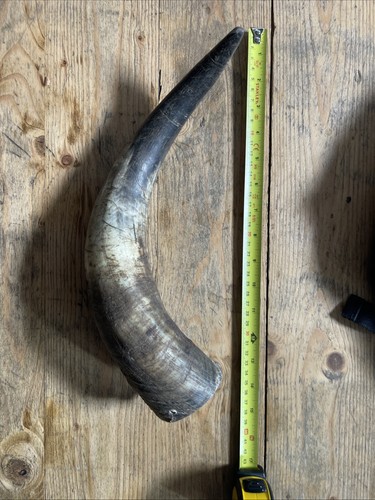 Primitive bull cow horn - cow,